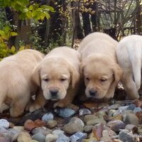 Creekside Labradors (@creeksidelab) 's Twitter Profile