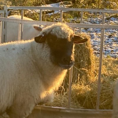 I don’t own this sheep or know what the sheep’s name is but I hope it’s Elvis