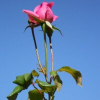Miss Fletcher (@miss_s_fletcher) 's Twitter Profile Photo