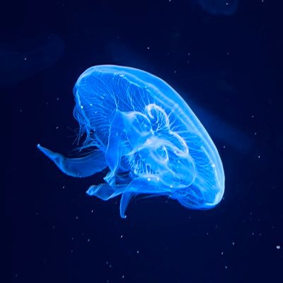 ふ−ちさんのプロフィール画像