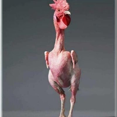 junkshunbox's profile picture. Just another patriotic rooster in an arena of limited intelligence.