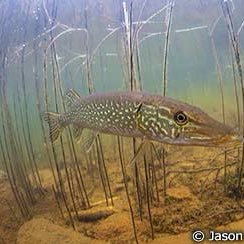 PaulGEsoxLucius's profile picture. 