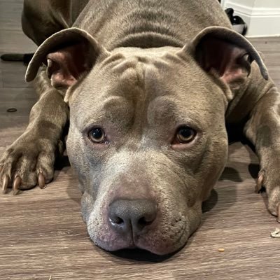 over 450k followers across all platforms 💙🐺 I am a 1 year blue nose pit who enjoys creating high quality content for brands.