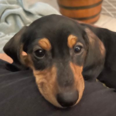 old7therapist's profile picture. I’m a Massage therapist that rides a Harley and love Gentleman and Single Barrel Jack!! @1776asshole on TruthSocial