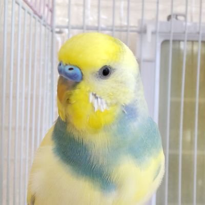 💛ネコの まめ、セキセイインコの はる と あき 、マルプーのゆき、のママです😊無言フォロー失礼致します。お空にわんこ２匹とセキセイ１羽もいます。
メルカリ大好き💕たまにお得情報も発信させていただきます。