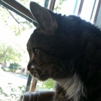 Mary Coulombe (@forest_mary) 's Twitter Profile Photo Mary Coulombe (@forest_mary) 's Twitter Profile Photo