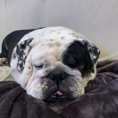 pissypam1's profile picture. Mom, wife, sister, daughter and dog mom, former swing voter- now full Democrat