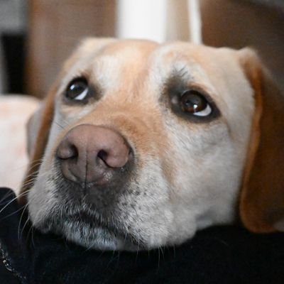 Tattsuun1's profile picture. 介助犬キャリアチェンジ犬です。
I moved from #assistantdogs association as Carrier changed dog
#guidedogs #servicedogs  #labrador
#介助犬