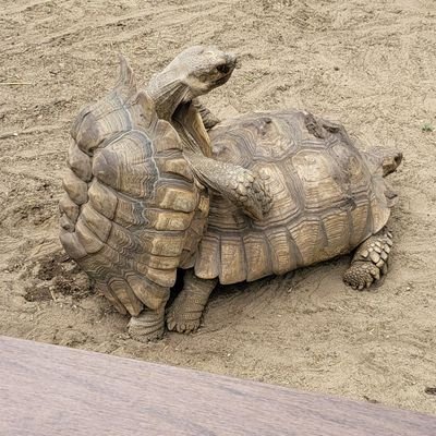 kwiqchaotic's profile picture. I'm not special; I'm just broken, and I don't wanna be fixed.