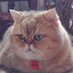 CelestialNovaCat (@blue72celestial) Twitter profile photo CelestialNovaCat (@blue72celestial) Twitter profile photo
