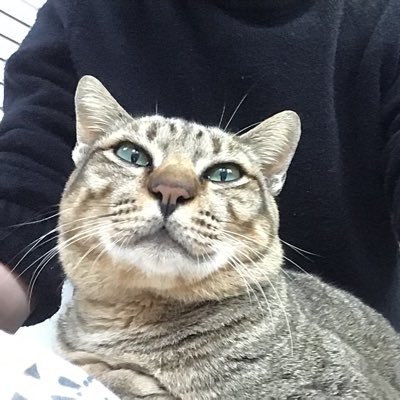 Isardsonteen's profile picture. แมวใคร ใครก็รัก