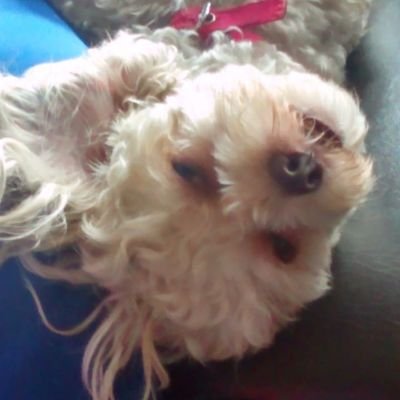 MAOXPI's profile picture. De Medina-Cundi...Locos por el Atletico Nacional..