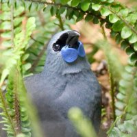 RarghWoolf (@rarghwoolf) 's Twitter Profile Photo