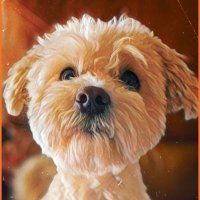 Joey Marcarooni (@joeymarcarooni) 's Twitter Profile