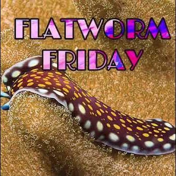 it's flatworm Friday. 😊 I appreciate you all 🥹 Ran by @rabbie03
