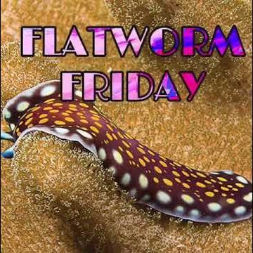 it's flatworm Friday. 😊  I appreciate you all 🥹 Ran by @rabbie03