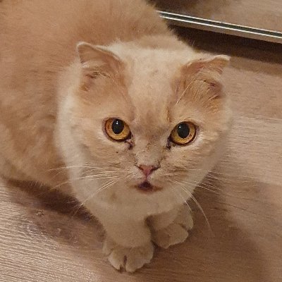 Cheetahxox0's profile picture. Vic 🇦🇹🇷🇺 player for @planbesports