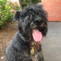 Adelaidebhoy (@mully1888) 's Twitter Profile