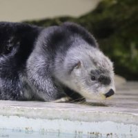 みゆ (@yumi_2612) 's Twitter Profile Photo