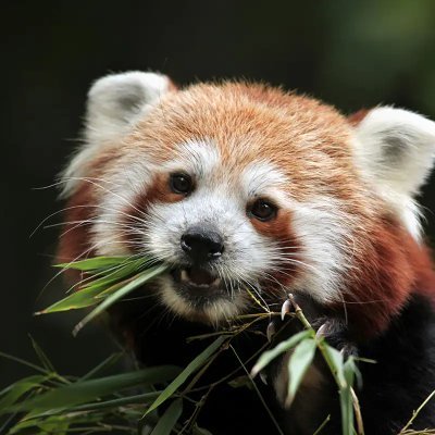 Red Panda/Ailurus Fulgens Profile