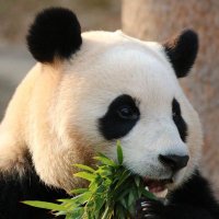 Panda's Friend(@esekaku) 's Twitter Profile Photo