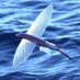 flyingfish (@pycflyingfish) Twitter profile photo flyingfish (@pycflyingfish) Twitter profile photo