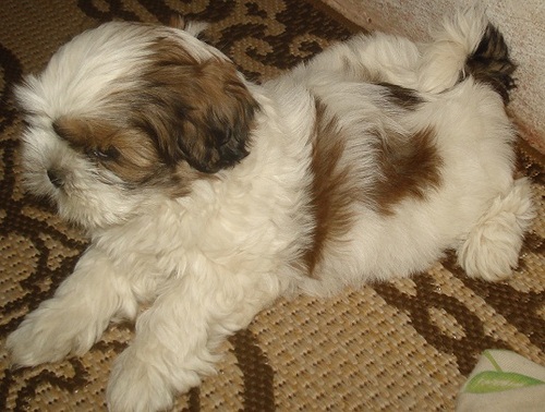 http://t.co/dOHqeOQniy

Venda de lindos filhotes de Lhasa Apso
Com pedigree, vacinados e vermifugados

http://t.co/dOHqeOQniy