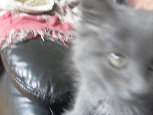 kittybeatz's profile picture. 