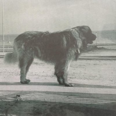 dormeurt's profile picture. Dormeurt  Geekman