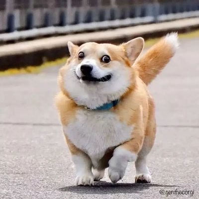 🐕wellcome to @Arenacorgi 🐕👣We Share Daily #Corgi content👇Follow us if you love corgi 👇