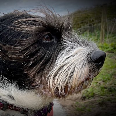 Rescue dogs Daisy-from-Romania and Binky-Basset.  Border Collie Tess-the-puppy.   Icelandic & Hebridean pet sheep.