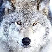 welcome to @wolfmafia15
we share daily #wolf content, 
follow, us if you really Love wolf