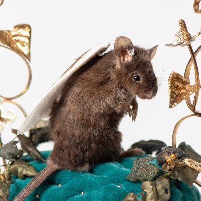 Taxidermy Artist ｜「鍵穴から覗く、ちいさなネズミの夢」をテーマに標本作品をつくっています🗝🪤強くて小さくて美しいものが好き。3匹のマウスと暮らしています。古いものとネズミ、木の実、博物画に目がない。ショップアカウント→@miomori_shop