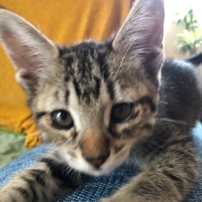 Taro5598's profile picture. ハロプロを応援してます。 「稲場 愛香ちゃん（元Juice＝Juice）」「入江 里咲 ちゃん(Juice=Juice)」「譜久村 聖ちゃん（元モーニング娘。）」推しです。