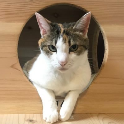 2匹のねこ（ハチワレのツムと三毛のトリ）の暮らしの記録😺癒されてます〜💓無言フォロー歓迎デス😽🫶猫垢フォロバ伺います😽🫶🫶DMの返信ほぼ出来なくてゴメンなさい😿#ねこ友#ねこ好きな人と繋がりたい#ハチワレ#三毛猫#猫好き#ねこのいる暮らし