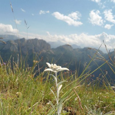 Master in Forestry Science