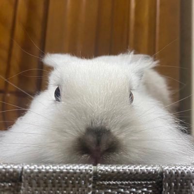 2022.6.6生まれのライオンラビット♂🦁🐰2022.7.10お迎え🏃♀️💨