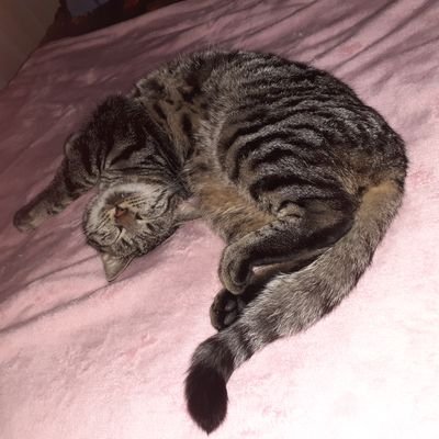 Prikkelding's profile picture. 