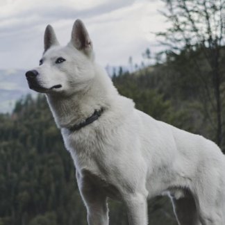 AlfaDogJohn's profile picture. Dog and maybe a little wolf. But white. Definitely white.
