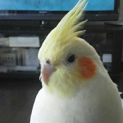 榊原モンショーさんのプロフィール画像