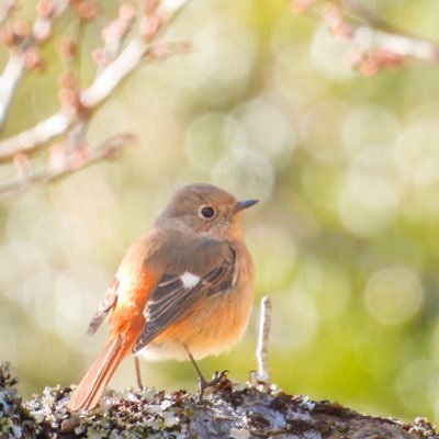 バードウォッチング🌳🕊野鳥と花🌸野生動物꙳⋆うまく撮れませんが、すべて私が見て撮ったものです📸いいね、フォロー ありがとうございます(⁎ᵕᴗᵕ)⁾⁾♡Google lens活用。Nikon