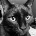 Cosmo (@cosmopaw1) Twitter profile photo Cosmo (@cosmopaw1) Twitter profile photo