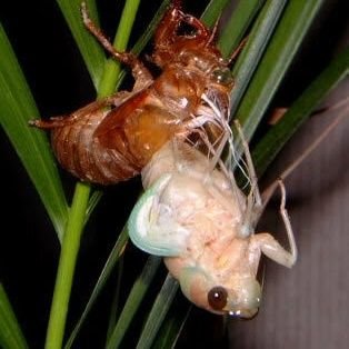 gorishiikunikki's profile picture. ご覧頂きありがとうございます。【ゴリの飼育】のゴリと申します。You Tubeで生き物全般を動画にして行く予定でいます。アクアリウムは、特にロイヤルプレコ命です。海水魚・金魚も大好きです。宜しくお願い致します。#ゴリの飼育日記
