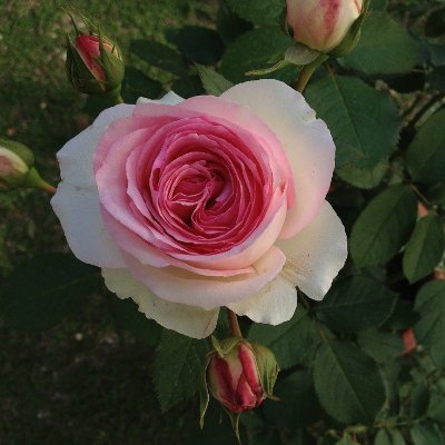 harmonymerody's profile picture. 元JW2世です…😢💦2014年、自然消滅しました…主に、JW関連のことを、つぶやきます…元JW関連の方、フォローしてくだされば、と思います…よろしくおねがいします…都内在住です…