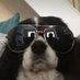 wallows but dogs (@wallowsdoggos) Twitter profile photo wallows but dogs (@wallowsdoggos) Twitter profile photo