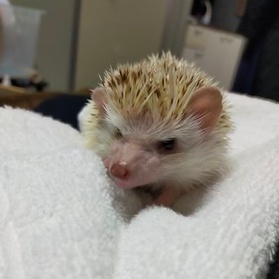 アークナイツプレイヤーおじさん(*бωб)
ハリネズミをこよなく愛する者でもあります🦔

無言フォロー失礼＆ﾊﾞｯﾁｺｲ！₍ᐢ• ‧̫ •̥ᐢ₎