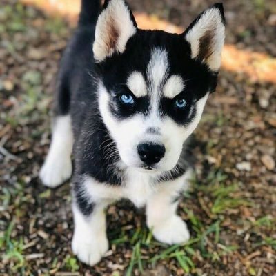 flyinglionryan's profile picture. 