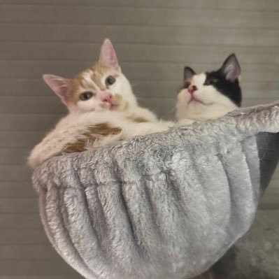 i_am_sroot's profile picture. 