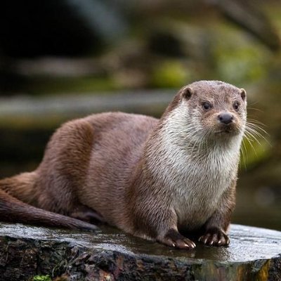 Healthy otters tell us we have a healthy countryside.