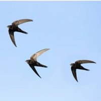 Swift (@swift_skies) 's Twitter Profile Photo Swift (@swift_skies) 's Twitter Profile Photo